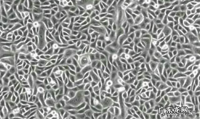 小分子肽的功效神奇,可靠吗?