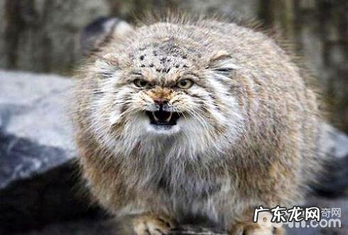 国际十大禁养名猫 你见过几种呢