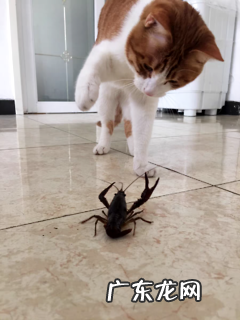 猫咪驱虫多久一次适宜?标准答案来咯!