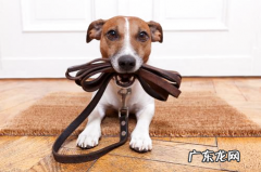 铲屎官看过来，狗狗驱虫药走心共享