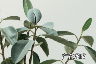 淘宝直通车用广泛词还是精确好？什么是精准匹配？