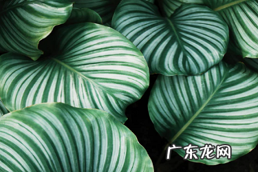 淘宝直通车怎样添加推广产品?有哪些技巧?