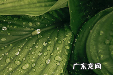 闲鱼实名认证为什么一直不通过?可以查实名认证吗?