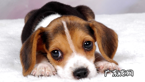 拜宠爽好用吗?养狗内行告知你