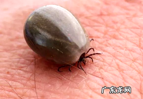 给小狗狗驱虫 有这个必要吗?怎样驱?