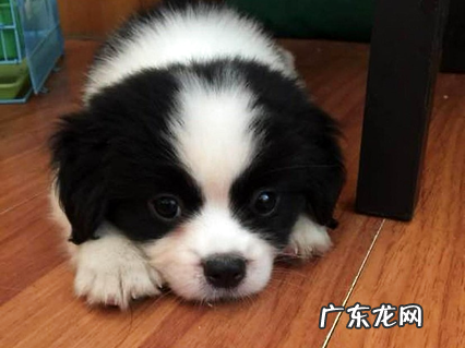 给小狗狗驱虫 有这个必要吗?怎样驱?