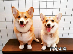 狗感染心丝虫有多可怕？心丝虫的常识你真要了解一下