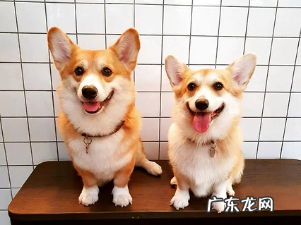 狗感染心丝虫有多可怕?心丝虫的常识你真要了解一下