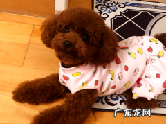 铲屎官看过来，狗狗运用拜宠清和犬心保的经历共享~