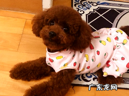 铲屎官看过来,狗狗运用拜宠清和犬心保的经历共享~