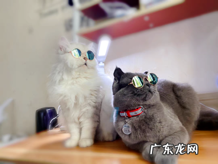 超具体驱虫攻略||看完猫怎样驱虫一望而知！