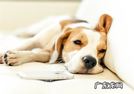 狗狗吐逆是怎么回事，提早知道这些不紧张！