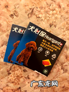 狗狗吐逆是怎么回事，提早知道这些不紧张！