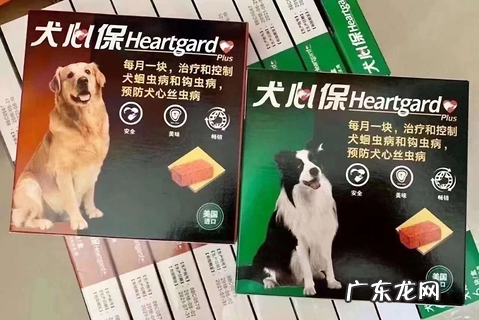 狗狗拉肚子怎么办?聪明的铲屎官这样做!