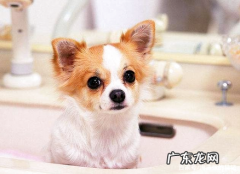 给小狗狗驱虫 你必定要知道这些！