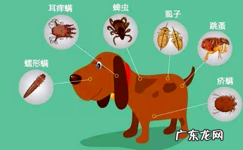 给小狗狗驱虫 你必定要知道这些!