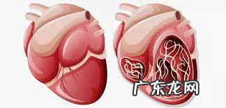铲屎官们,你们知道心丝虫吗?
