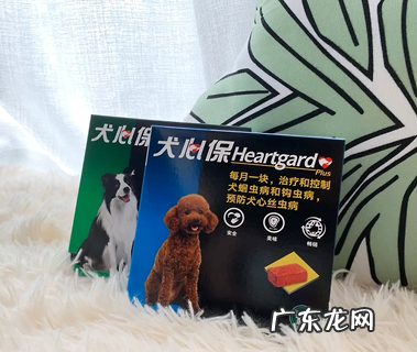 铲屎官们,你们知道心丝虫吗?