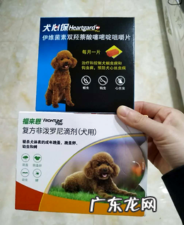 铲屎官们,你们知道心丝虫吗?