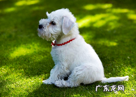 作为新手铲屎官,你知道小狗拉稀怎样医治吗?