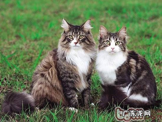 怎么练习挪威森林猫在地上打滚