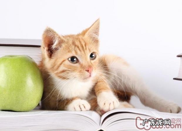 猫咪练习难度大的原因