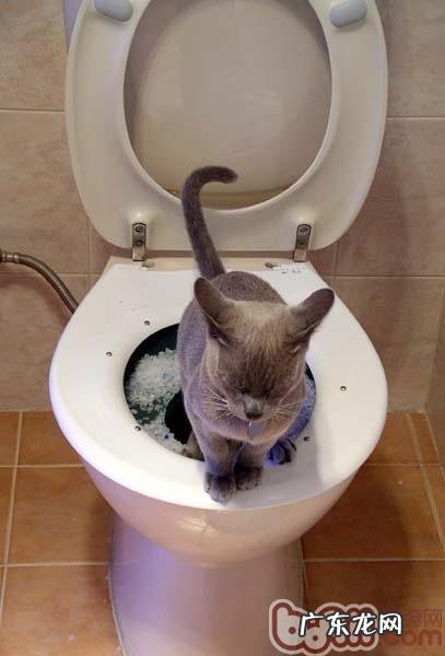 让猫咪也轻松学会蹲马桶
