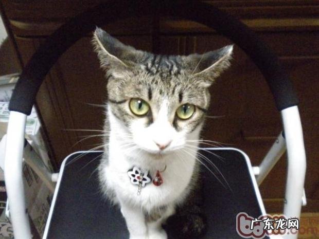 影响猫咪乱分泌的四个心理因素