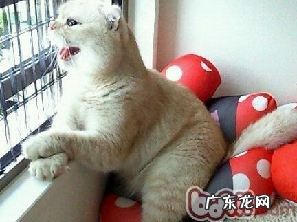 怎么阻挠猫咪用爪子抓墙面