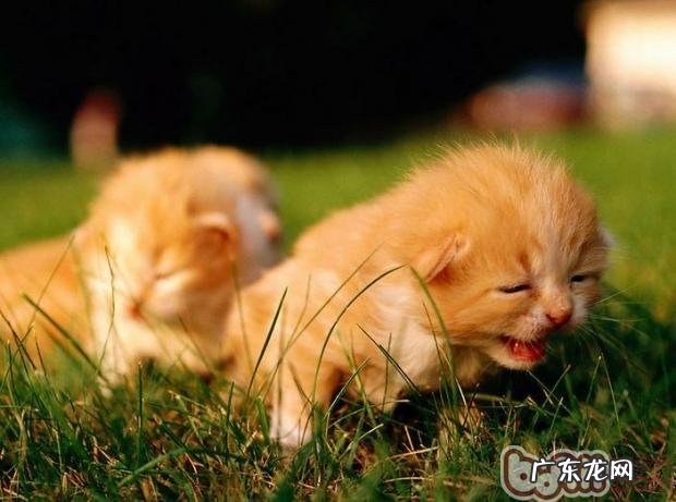 避免猫咪老是外出的办法