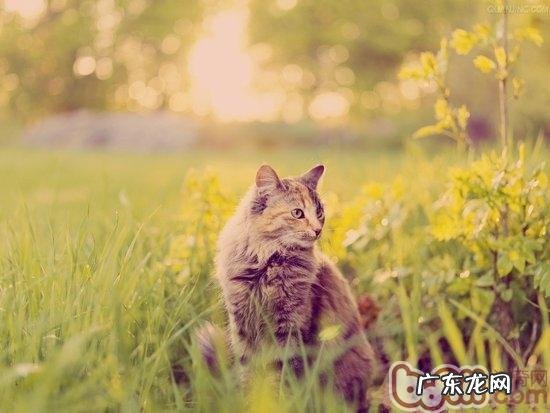 怎么让猫咪夜间不要活动