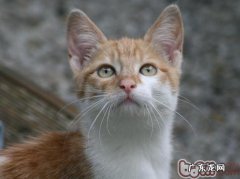 怎么练习猫咪取回物品