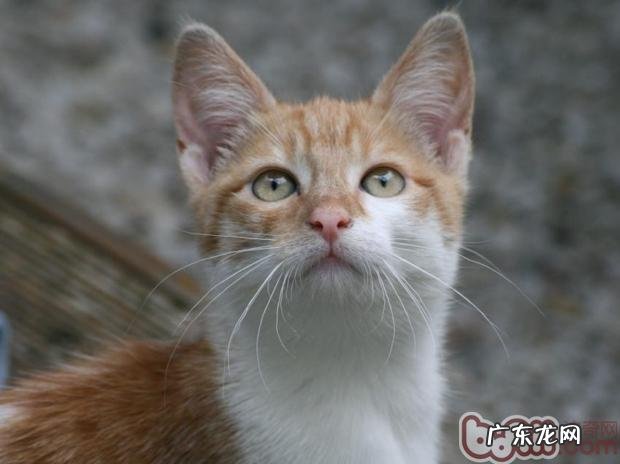 怎么练习猫咪取回物品