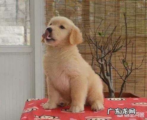 35天小金毛,正常体重是多少