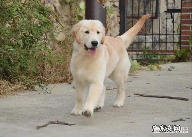 35天小金毛,正常体重是多少