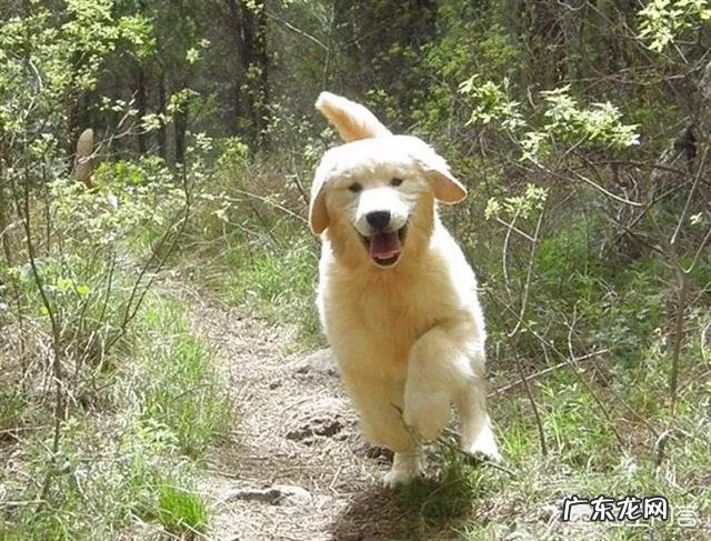 35天小金毛,正常体重是多少