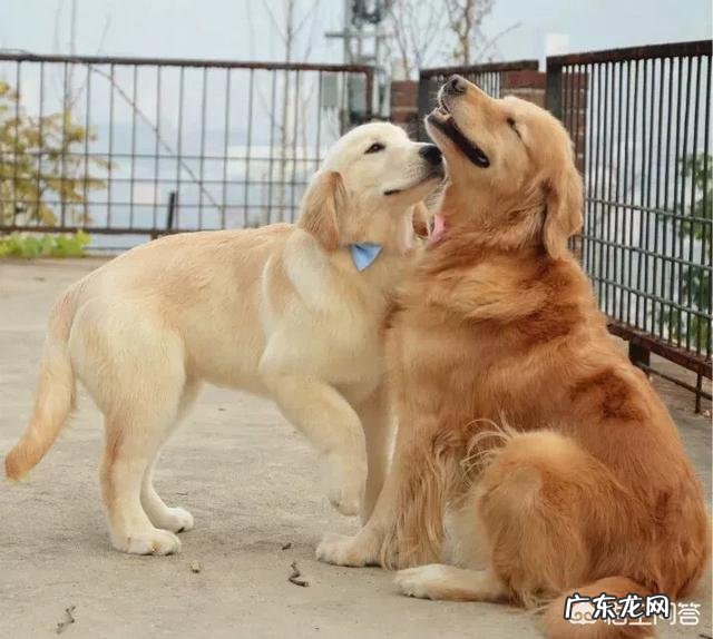 35天小金毛,正常体重是多少