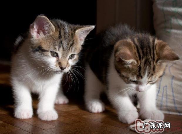 猫咪犯错后应该怎样调教