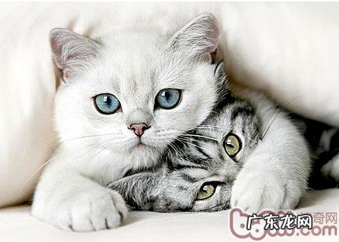 让猫咪不再惧怕交际的方法