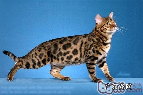 关于猫展的介绍及展会上的比赛规则