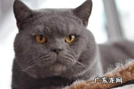怎么让猫咪爱上养分膏