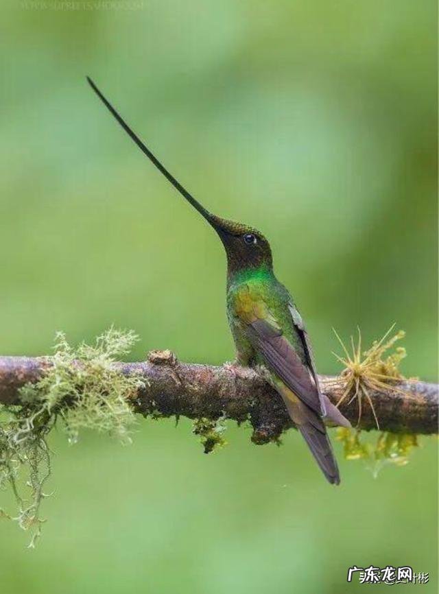 最大的鸟十大排名? 鸟类排行榜大全