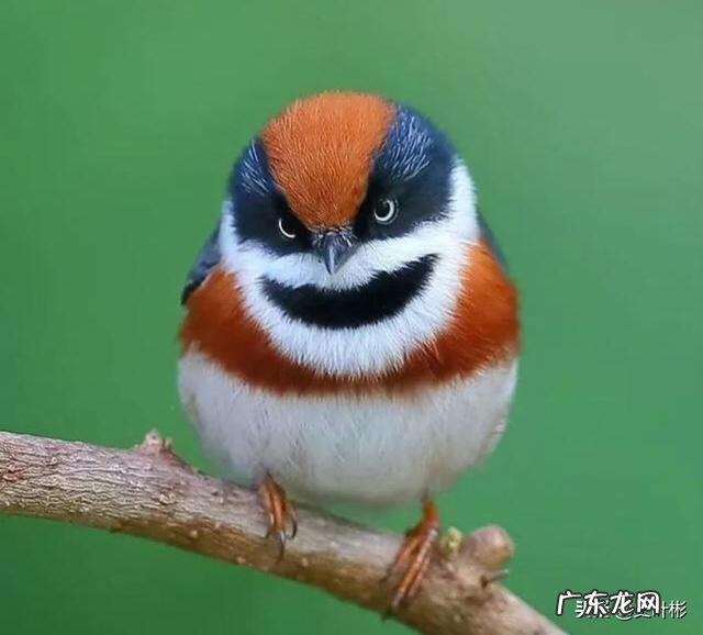 最大的鸟十大排名? 鸟类排行榜大全