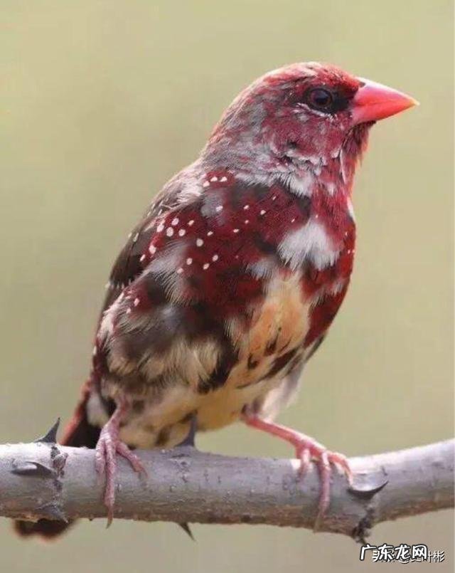 最大的鸟十大排名? 鸟类排行榜大全