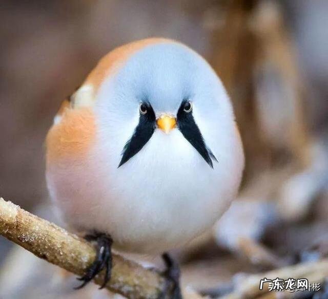 最大的鸟十大排名? 鸟类排行榜大全