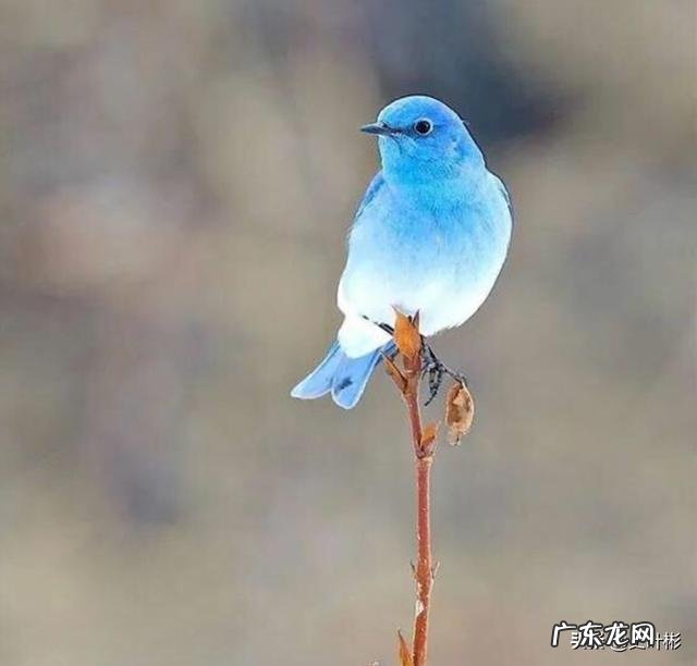 最大的鸟十大排名? 鸟类排行榜大全