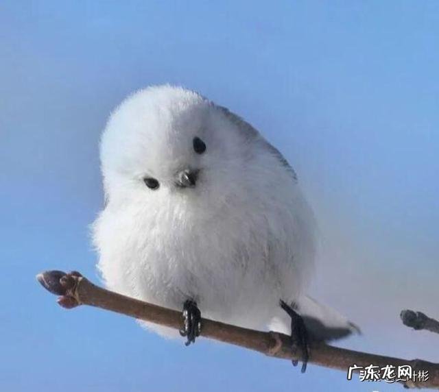 最大的鸟十大排名? 鸟类排行榜大全