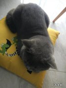 怎么看银渐层公猫多大了？