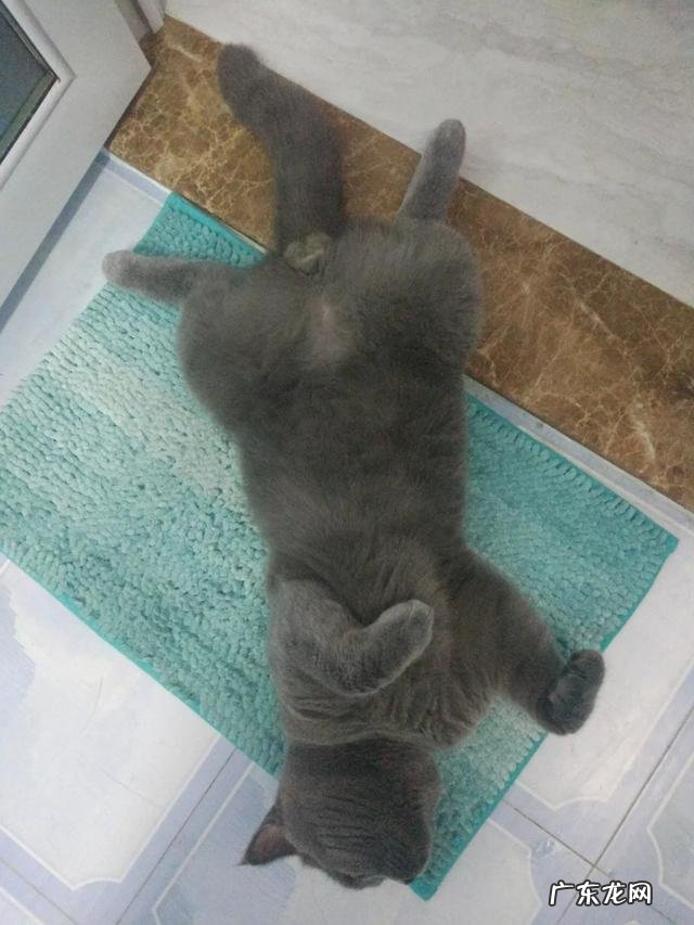 怎么看银渐层公猫多大了?