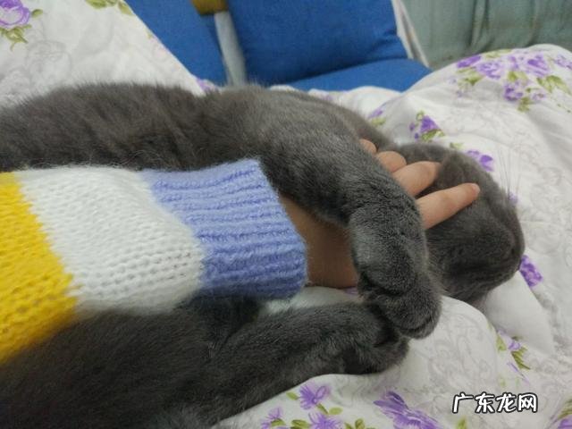 怎么看银渐层公猫多大了?